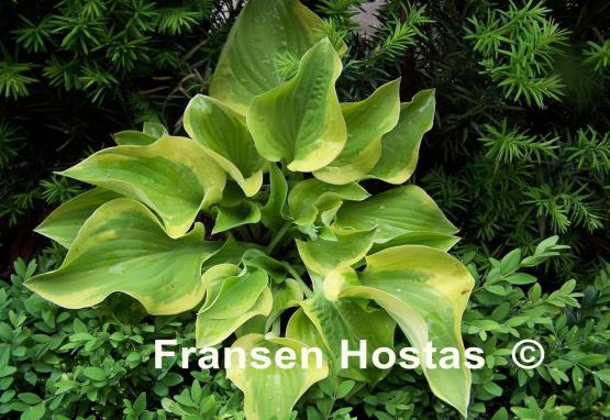 Hosta Home Sweet Home